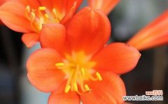 君子兰绽放两次 君子兰开花之美——两次花开的寓意