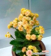 探寻长寿花的神奇功效与寓意 长寿花的作用和花语