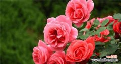 了解玫瑰花不同颜色的含义与象征 玫瑰花的颜色和象征意义
