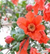 探秘石榴花的花语 石榴花语与情感的奇妙联结