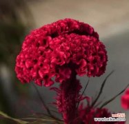 花开如锦 鸡冠花