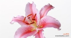 探究粉色百合花的象征与意义 粉色百合花的花语与寓意