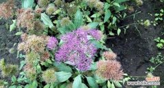 探索以夕雾花所代表的爱情花语 以夕雾花的花语