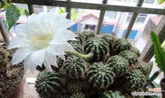 探索仙人球开花的深层含义与传统信仰的联系 仙人球开花的寓意和象征