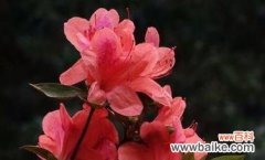 赋予生命的声音 杜鹃花语