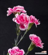 传递心意与祝福 康乃馨花语