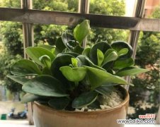 点亮城市的清新之美 豆瓣绿花语