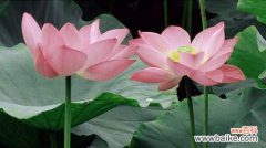 探寻荷花的象征意义与文化内涵 荷花的花语与寓意——深化对自然美的思考