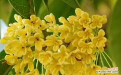 桂花花语的意义与传承 桂花花语