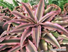 花开如凤 凤梨花的花语与寓意