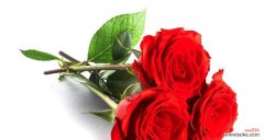 玫瑰花的数量所传递的情感和意义 以玫瑰数量代表的含义