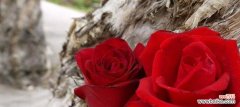 红玫瑰的意义和象征 红玫瑰的花语