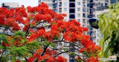 凤凰花的美丽与坚韧生命的希望和重生 凤凰花的花语与象征意义