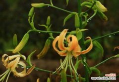 揭秘百合花的寓意与影响 百合花的象征意义与风水作用