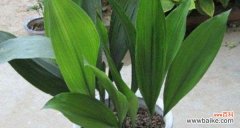 探寻自然之美 一叶兰的寓意和象征