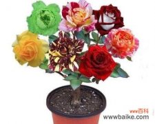 玫瑰花语颜色代表什么？了解不同颜色的玫瑰所传递的情感与意义 解读玫瑰花