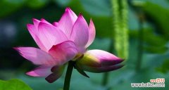 并蒂莲花的象征意义及其对人类社会的启示 以并蒂莲的象征意义——唤起人类