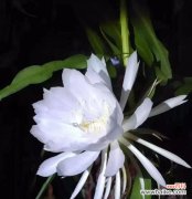 揭开昙花的心灵密码 昙花之谜