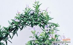 探究迷迭香花的花语 迷迭香的花语及其寓意
