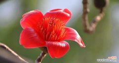 探索木棉花的内涵与象征意义 木棉花的寓意与象征