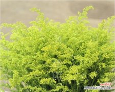 揭秘黄莺花的象征意义与美丽之处 黄莺的花语和寓意