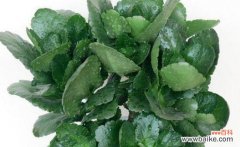 长寿花摘心的由来与象征意义 长寿花摘心