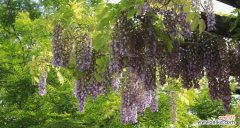 美丽的紫藤花传递着积极的象征意义 紫藤花的意义与象征